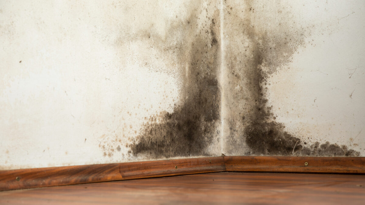 How to Spot Signs of Mold Growth In Your Home