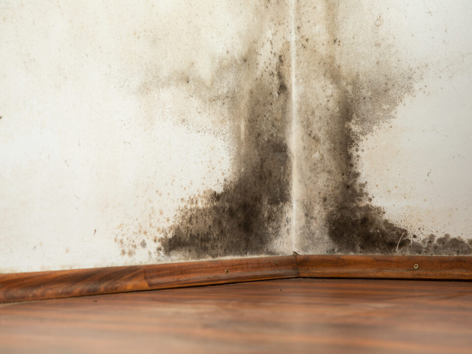 How to Spot Signs of Mold Growth In Your Home