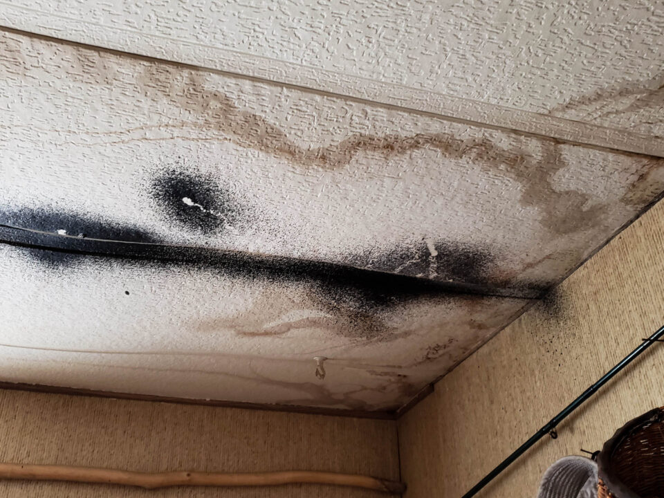 mold growth on roof
