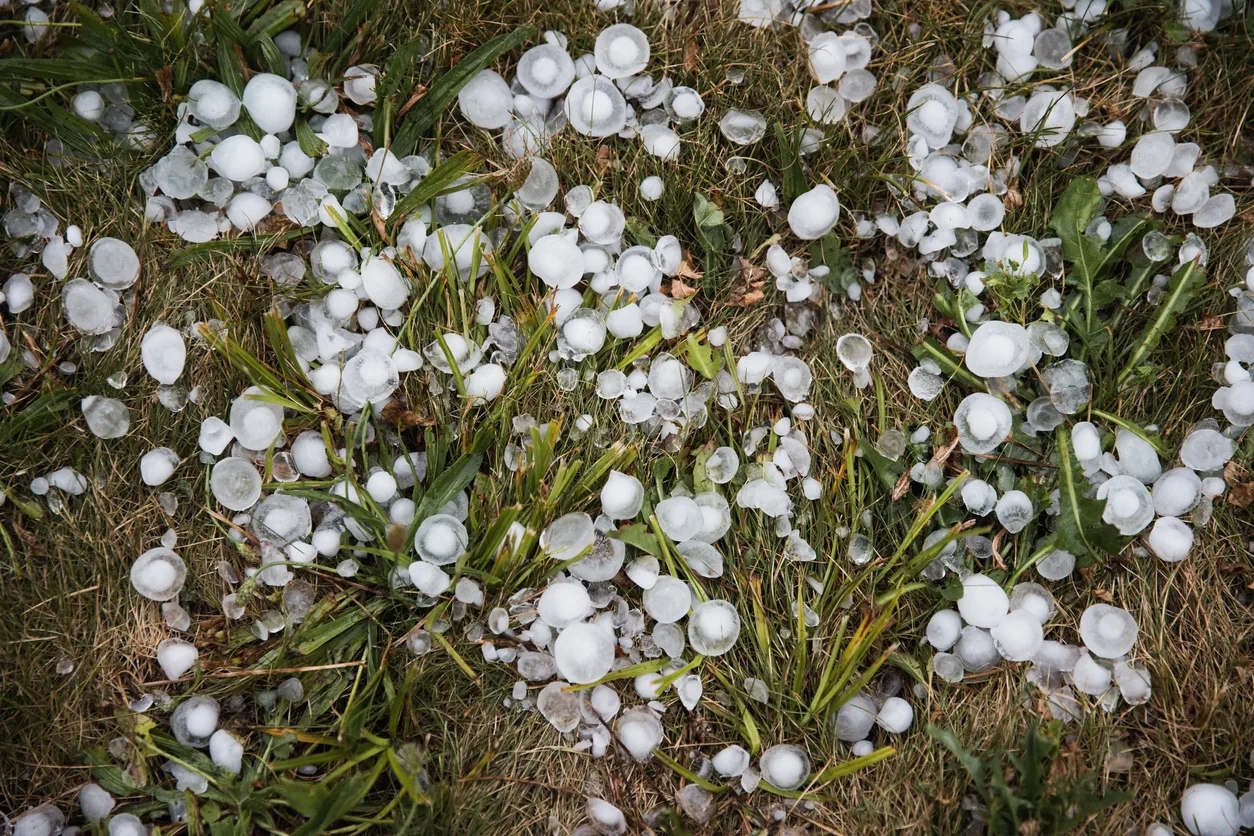 Hailstones on the green grass