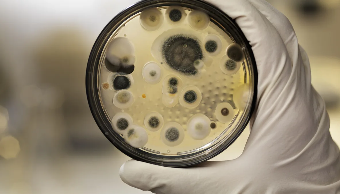 Mildew culture on agar plate, laboratory scene